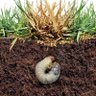 Grub profil fotoğrafı
