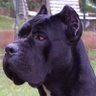 Фото профиля krypto Klutz