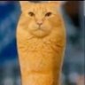 papaha's profile picture