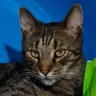 Nenad Sone profil fotoğrafı