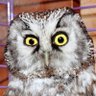 Моржерон's profile picture