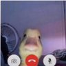 Duck callin 的头像