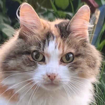 eye_ii_eye's profile picture
