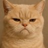 Profilbild von Cc