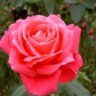 Profilbild von 薔薇のための時間