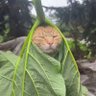 Diego Matamala's profile picture