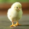 ちゅんたろ profil fotoğrafı