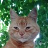 Profilbild von Che