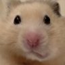 Profilbild von えふえふ