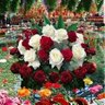 الراحلة's profile picture