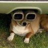 Zicocho's profile picture