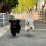 Laweel 🐶's profile picture
