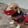flachorro's profile picture