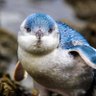 Фото профиля Penguin Capital