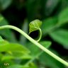 Фото профиля பச்சை இதயம்