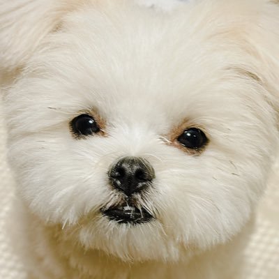 おこめ's profile picture