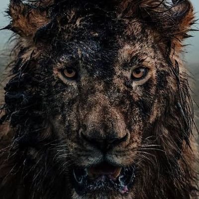Damn Nature You Scary's profile picture