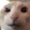 Squared Echo's profile picture