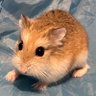 RadioMunkeh's profile picture