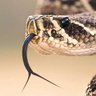 Фото профиля Diamondback