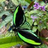 Фото профиля 💧☘️Rhona - Bluesky: rhonae