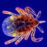 Profilbild von Poli-Tick