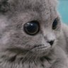 Profilbild von kuzey kuzey