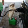 cwew profil fotoğrafı