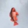 stone chewer's profile picture