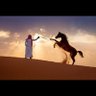 Фото профиля المنتصـــــر
