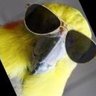 Фото профиля Adugbo Parrot