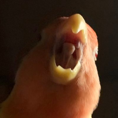 インコ丸氏's profile picture
