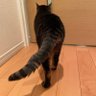 今日〜diet ☺︎激食い*̣̩⋆ 的头像