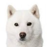 白犬 profil fotoğrafı
