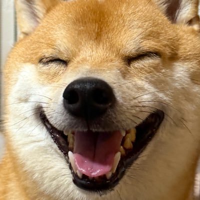 お柴のゴン's profile picture