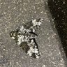 SpitfiredSmith 的头像