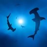 Фото профиля Hammerhead