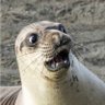 la foca 的头像