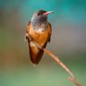 Profilbild von Tenzing Lepcha