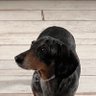Bark worse than my bite's profile picture