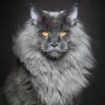 lechata9vies profil fotoğrafı