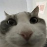 Ouvidor de hardstyle's profile picture