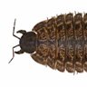 Фото профиля Arthropleura armata