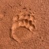 Фото профиля bear paw