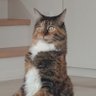 相模真琴 profil fotoğrafı