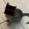 Catsy Q Doombrought's profile picture