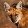 Remington (Remy)'s profile picture