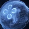 Фото профиля クラゲ
