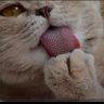 Фото профиля Cat tongue