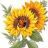 Profilbild von Sunflower